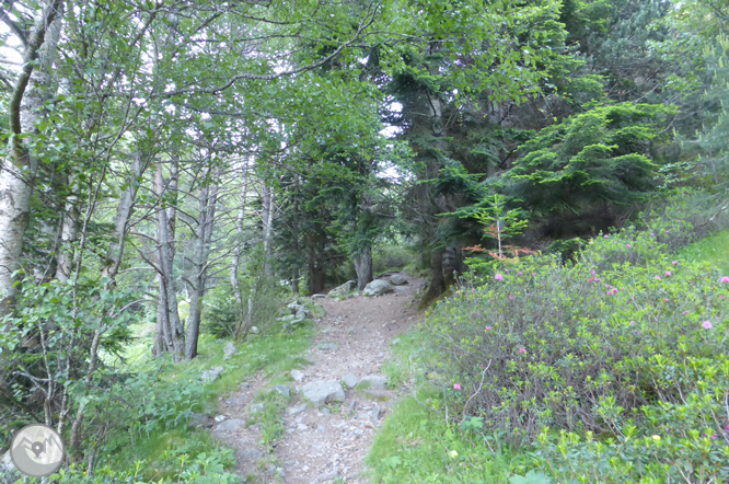 Camí de Prat Primer i bosc de la Caülla 1 