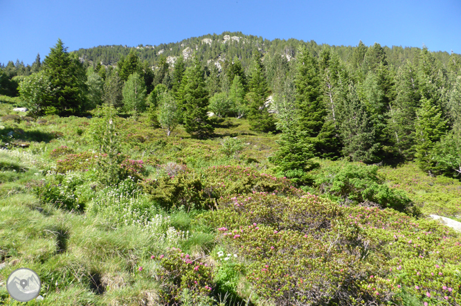 Camí de Prat Primer i bosc de la Caülla 1 