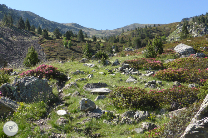 Camí de Prat Primer i bosc de la Caülla 1 