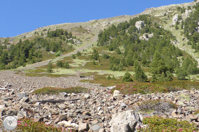 Camí de Prat Primer i bosc de la Caülla 1 