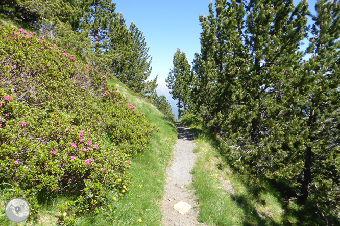 Camí de Prat Primer i bosc de la Caülla 1 