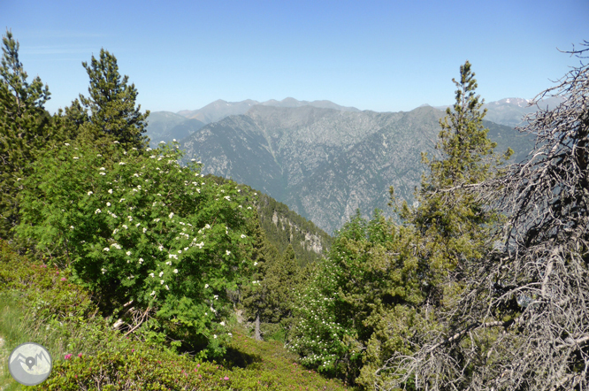 Camí de Prat Primer i bosc de la Caülla 1 