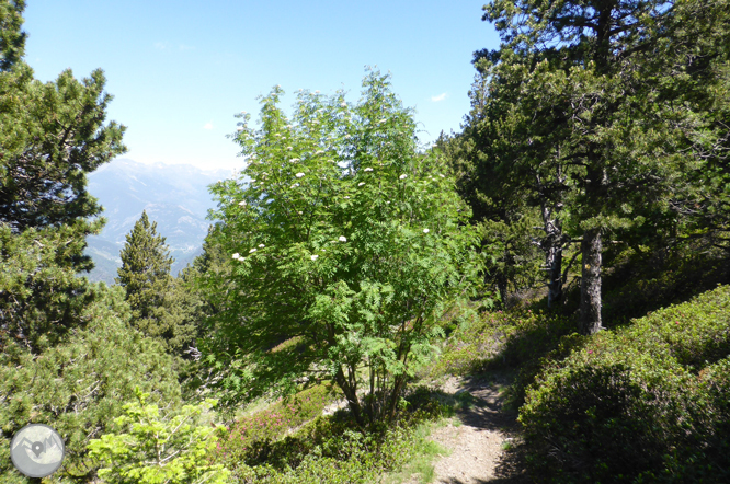 Camí de Prat Primer i bosc de la Caülla 1 