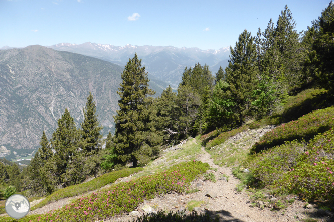 Camí de Prat Primer i bosc de la Caülla 1 