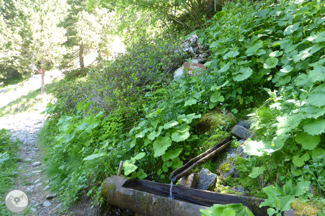 Camí de Prat Primer i bosc de la Caülla 1 