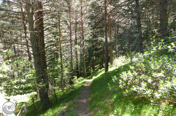 Camí de Prat Primer i bosc de la Caülla 1 