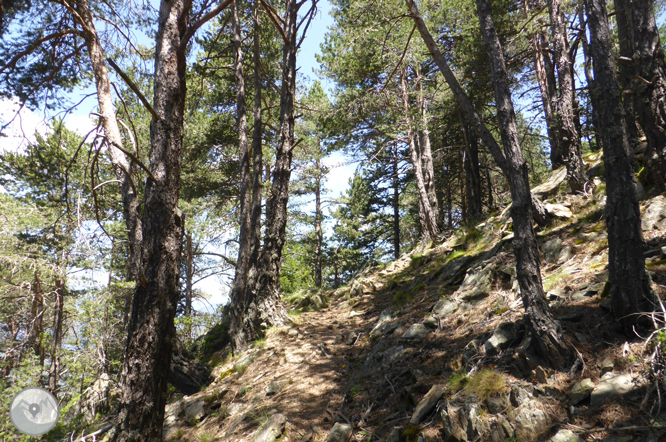 Camí de Prat Primer i bosc de la Caülla 1 