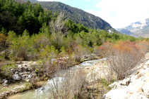 Bosc de ribera al Cardener.