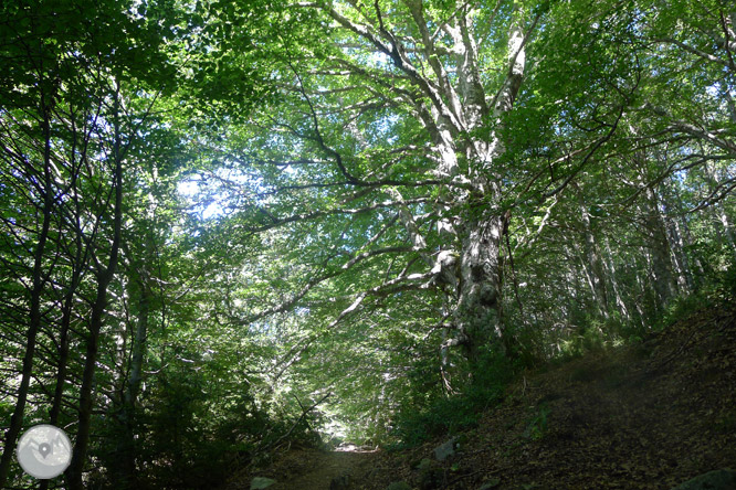 Camí de Zemeto a la vall de Roncal-Belagua 1 