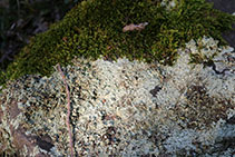 Liquen a les roques del camí.