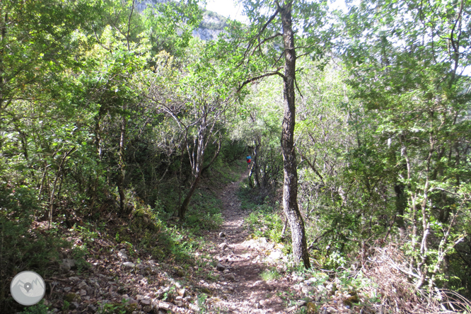 Camí del barranc del Bosc i Roca Regina 1 