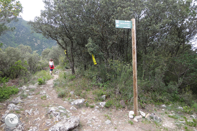 Camí del barranc del Bosc i Roca Regina 1 