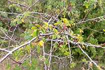 Roser silvestre a la vora del camí.