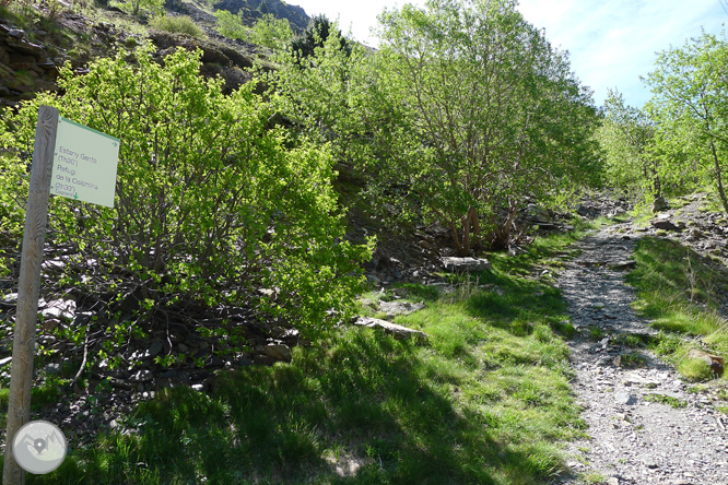 Estany Gento pel camí de la canal de Pigolo 1 