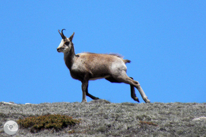 Cap de Boumort (2.077m) des d