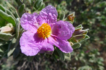 La flora és espectacular i riquíssima en aquesta Reserva Integral.