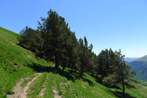 Creuem una zona arbrada abans d´arribar a la cambra d´aigües.