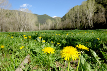 Prats de pastura a Savarneda.