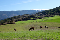 Pastures camí a Malmercat.