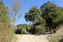 Camí a Sant Miquel.