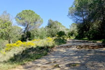 Argelagues camí a Sant Miquel.