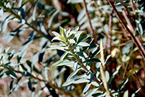 La lleterassa (<i>Euphorbia dendroides</i>) és una planta força habitual al massís del Montgrí.