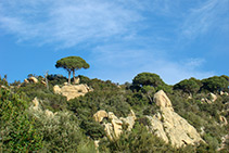 Pi pinyer sobre aflorament de roques.