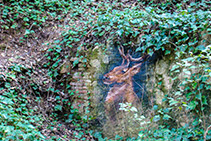 Pintada d’un cérvol en un mur.