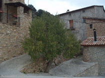 Darrere de l´arbre i entre les cases comença el camí cap al castell