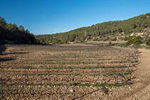 Vinya situada al costat de la carretera d’Olivella a Can Grau. 