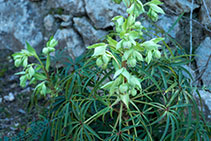 Marxívol florit, una planta verinosa amb la qual antigament s´enverinaven les sagetes.
