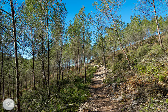 Camí del Castell Vell d