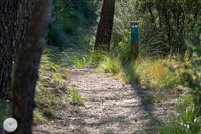 Camí del Castell Vell d