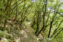 Sota els cingles de Pujolràs el camí travessa un frondós bosc d´alzines.