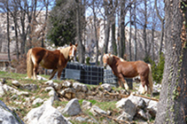 Cavalls, arribant a Sant Corneli.