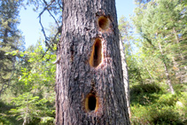 Els picots viuen majoritàriament en boscos subalpins, on fan els seus nius colpejant els troncs amb el seu bec.