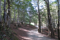 En alguns trams el camí avança per entre un bonic bosc.