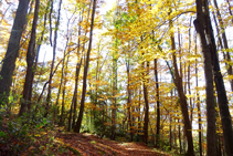 Els colors de la fageda.