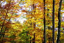 El cromatisme de la fageda.