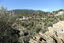 Camps d´oliveres i bosquets de pins sortint del poble. Al fons, la muntanya del Pení.