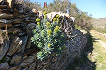 Lleterassa del gènere euphorbia.