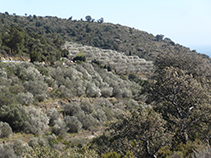 Bancals d´oliveres al vessant meridional de la Muntanya Negra.