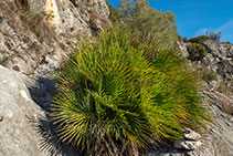 Vegetació típica d’aquest zona i del Garraf: el margalló, l´única palmera autòctona de la península Ibèrica i les illes Balears.