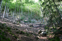 Avancem per un bosc en el que hi prodomina el faig.