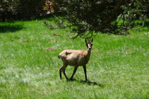 És fàcil observar cabirols al llarg del camí per la Faixa de Pelai.