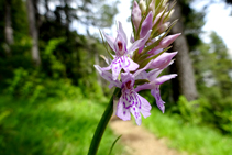 Orquídies del Pedraforca.