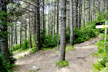 Baixant pel bosc de la Serra.