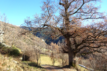 Exemplar enorme de roure martinenc a Fustanyà.