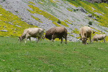 Vaques a la vall d´Ordesa.