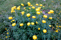 Botó d´or (<i>Ranunculus montanus</i>), una espècie tòxica.